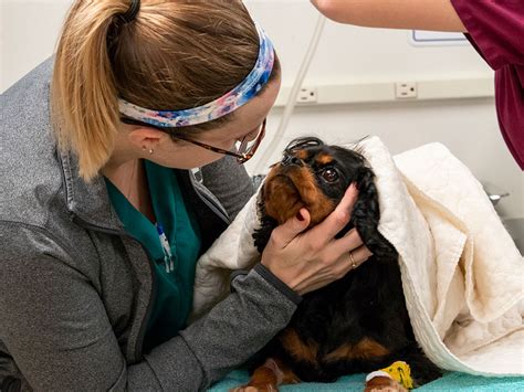 Our veterinarian's patients are dogs and cats, and our modern facilities can handle a wide variety of conditions and careport animal hospital. Being Prepared | Pieper Veterinary 24-Hour Vet Clinic in CT
