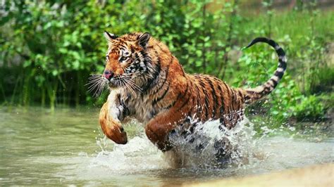 Royal Bengal Tiger Attack In The Jungle Youtube