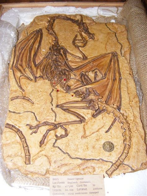Dragon Fossil Close Up Dragon Fossil Prehistoric Animals Fossil