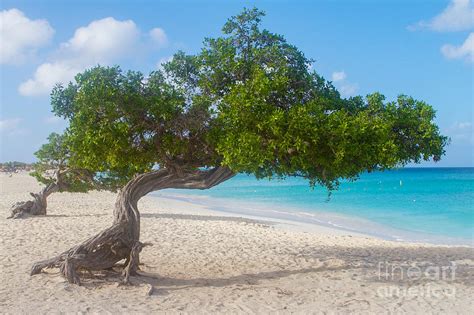 Divi Trees In Aruba Photograph By A New Focus Photography