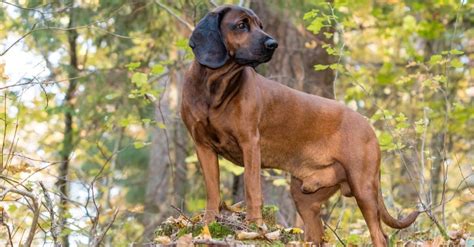 Bavarian Mountain Hound Dog Breed Complete Guide Az Animals