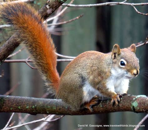 The american red squirrel (tamiasciurus hudsonicus) is a tree squirrel found in areas with coniferous trees. Travels With Birds: American Red Squirrel (Écureuil roux)
