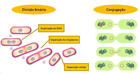 O Que São Bactérias Características Célula Bacteriana Reprodução