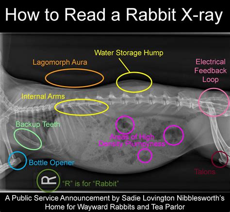 How to set white balance in photoshop ». How to read a Rabbit X-Ray. : Rabbits