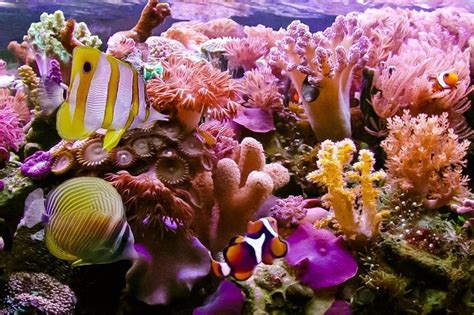 Coral Reef Of Hawaii Coral Reef Ocean Creatures Sea And Ocean