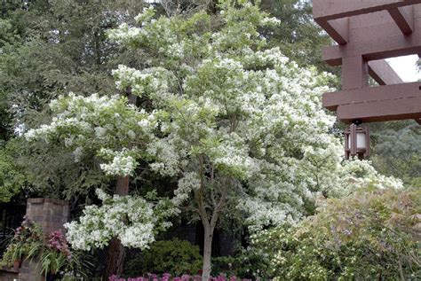 White Fringe Tree Chionanthus Virginicus Monrovia Plant