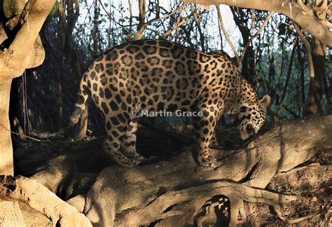 Martin Grace Photography Male Jaguar Panthera Onca Known As Marley