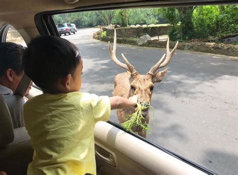 Jul 01, 2021 · seorang anak tengah memberi makan rusa di area luar taman balekambang, solo, jawa tengah. Jadwal Buka Taman Rusa : Jadwal Buka Perpustakaan Grhatama ...