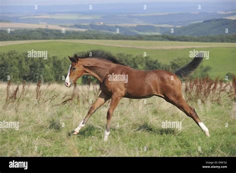 Galloping Warmblood Foal Stock Photo Alamy