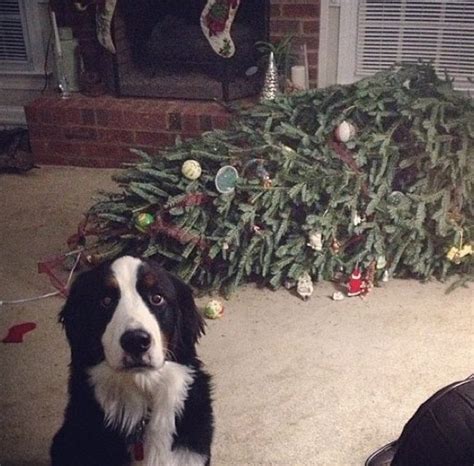 Naughty Animals Trying Their Hardest To Ruin Christmas
