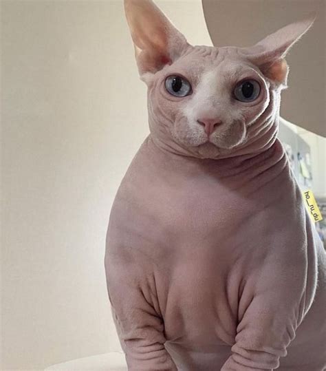 30 Best Fat Hairless Cat Cat Haircuts 2022