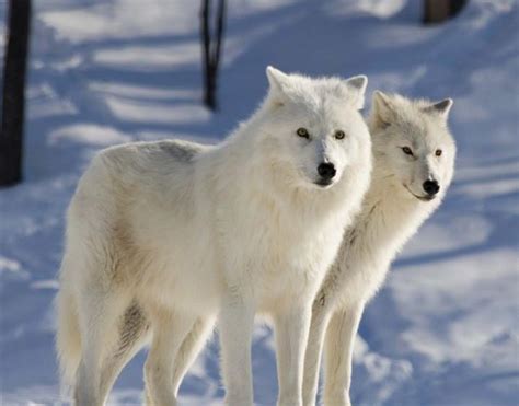 Arctic Wolf Facts Arctic Wolf Diet And Habitat