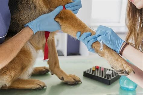 A veterinary prescription must be obtained from the vet to purchase any pet medicines online. "FIDOMATE" means our clients ' trust and loyalty. We are ...