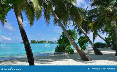 Maldives Beach White Sand Palm Trees Leaned Towards Aquamarine Water