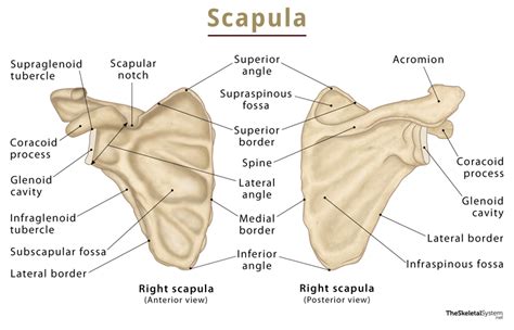 Shoulder Blade Model Details Skeletal Anatomy Of Scapula Axis