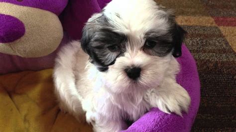Only guaranteed quality, healthy puppies. Mal Shi Maltese/Shih Tzu puppies for sale Ocala Florida ...
