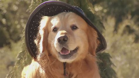 Conoce a Max, un perro de 6 años que fue elegido por una comunidad de