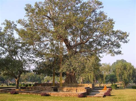 The Bodhi Tree — Star Myths Of The World