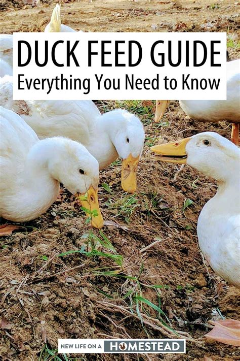 Everything You Need To Know About Feeding Your Ducks A Healthy Diet