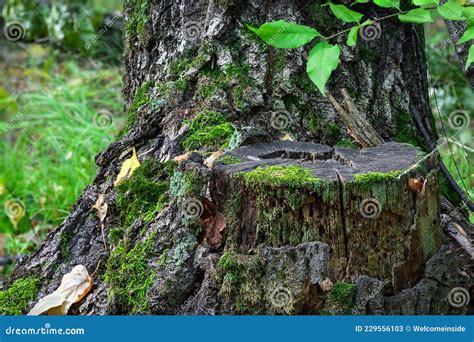 Old Tree Stump In Green Autumn Forest Dead Oak Tree And Moss Stock