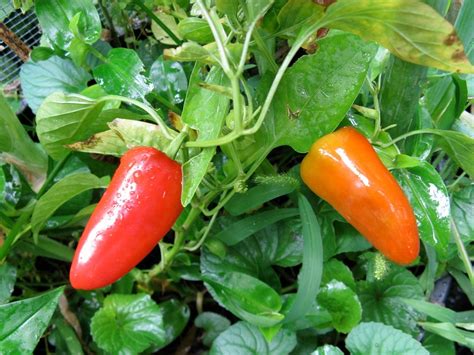 Fresno Super Hot Chili Pepper 10 Seeds Free Pandp Viridis Hortus