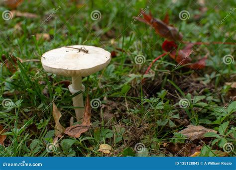 White Flat Top Mushroom In Green Grass With Leaves Stock Image Image