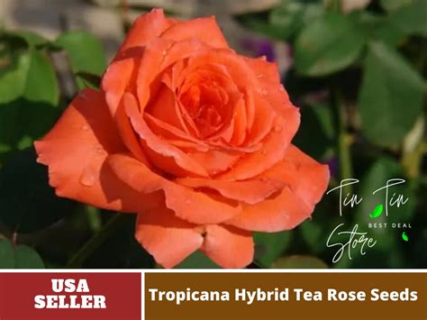 30 Rare Seeds Orange Tropicana Hybrid Tea Rose Seeds Etsy
