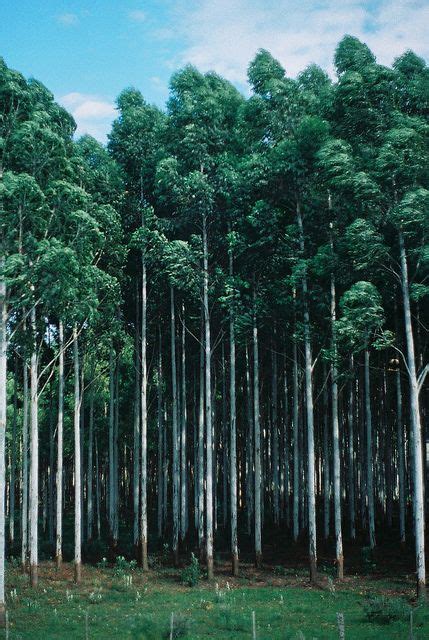 We did not find results for: tall trees : ben evans | Landscape trees, Beautiful tree ...