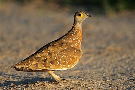 Best Sand Grouse Stock Photos Pictures And Royalty Free Images Istock