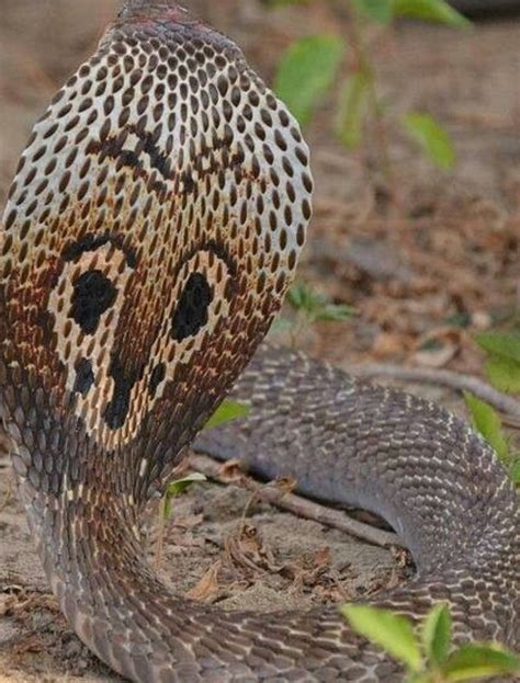 King Cobra Displays Its Full Hood Bearing The Famous Spectacles Mark
