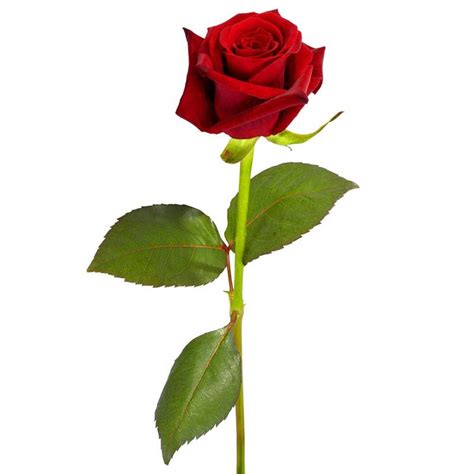 Buy Red Rose Stick N Cute Teddy Bear Valentine T Online