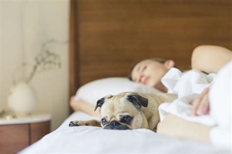 12 Benefits Of Sleeping With Your Dog Why Sleeping Together Is Good