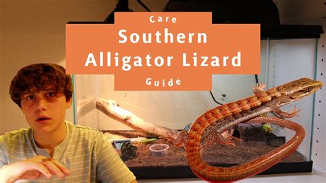 Baby Southern Alligator Lizard Care Guide 2021 Youtube