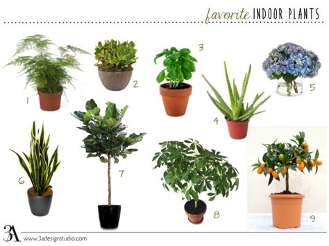 I hope the information that appears can be beneficial to you. Interior Plants With Names | Psoriasisguru.com
