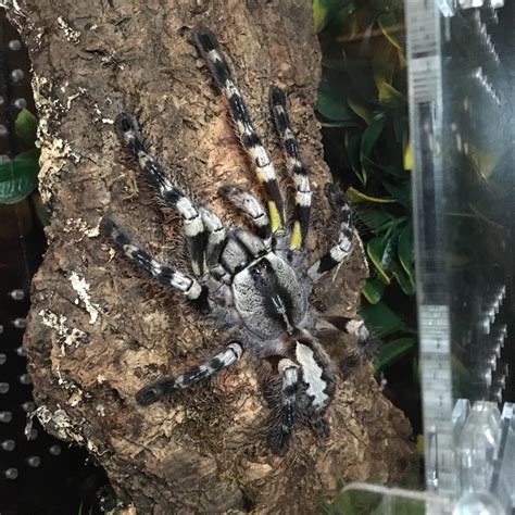 154 Best Regalis Images On Pholder Tarantulas Spiders And Insects