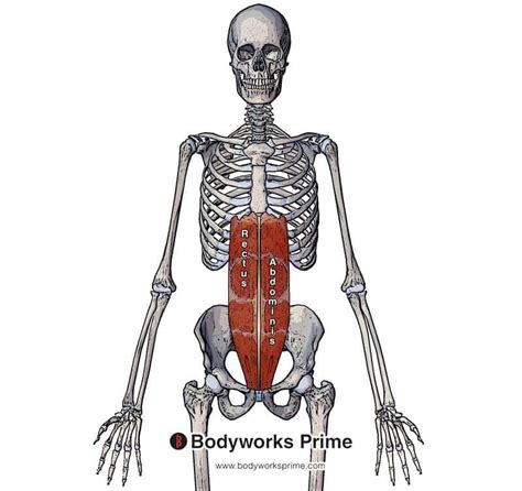Rectus Abdominis Muscle Anatomy Bodyworks Prime