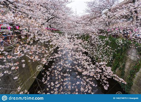Cherry Blossom Festival In Full Bloom At Meguro River Meguro River Is