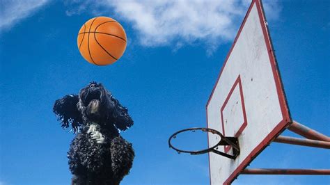Cute Dog Plays Basketball Youtube