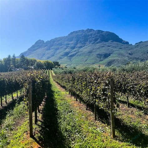 The Best Wine Farms In Stellenbosch And Franschhoek For Families The