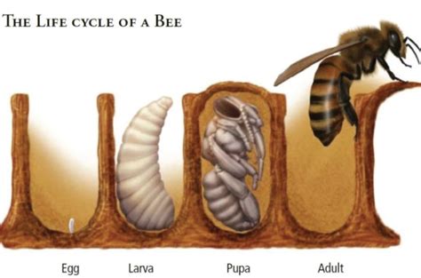 Beekeeping Selection Of Bees And Life Cycle Of Bees Superbee Blog