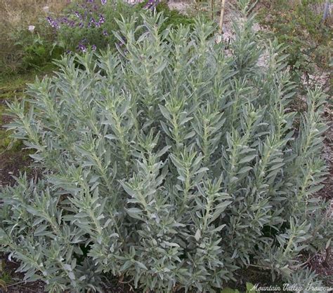 Organic Salvia Apiana White Sage Plants From Mountain Valley Growers