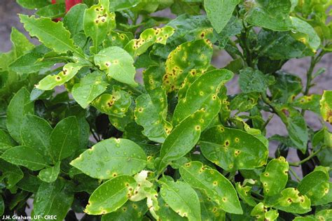 Factsheet Citrus Bacterial Spot