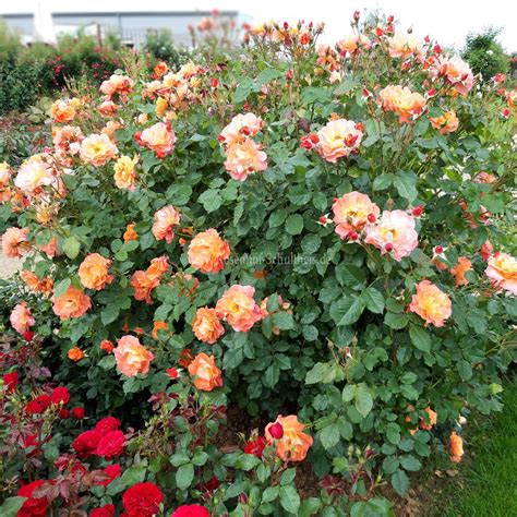 Includes jordan, saudi arabia, yemen, oman, qatar, bahrain, kuwait, and the united arab emirates. Arabia ® - Rosen online kaufen im Rosenhof Schultheis ...
