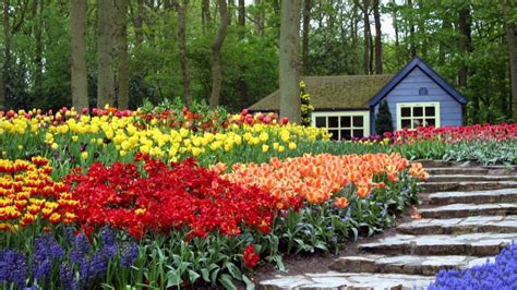 Jardin De Flore Plantas Para Exterior Con Flores Writflx