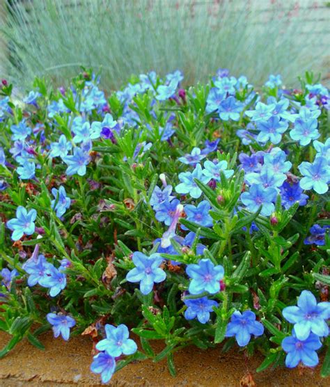 Blue Perennial Flowers Try Lithodora This Looks Wonderful And Would