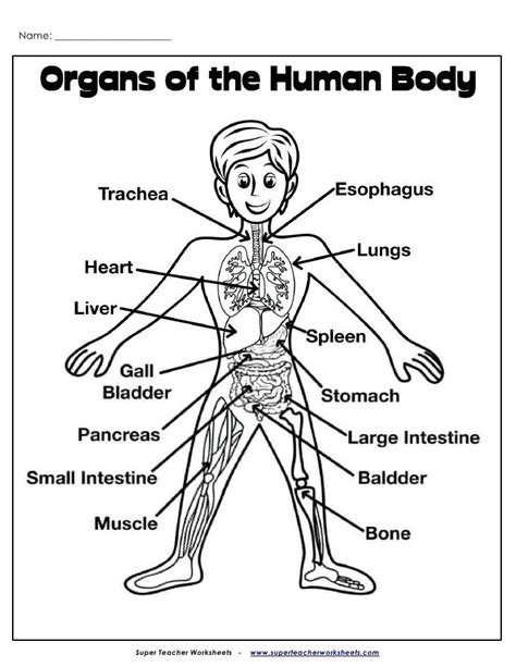 Digestive system is the most important part of the human body and any intolerance or problem in this can make the person ill. Name: _______________________ Organs of the Human Body Super Teacher Worksheets - www ...