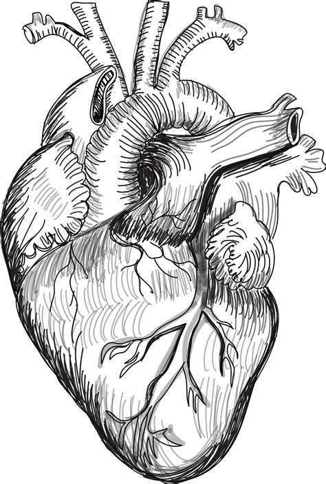 Herz Menschliche Anatomie Skizze Vektorillustration 10810706 Vektor