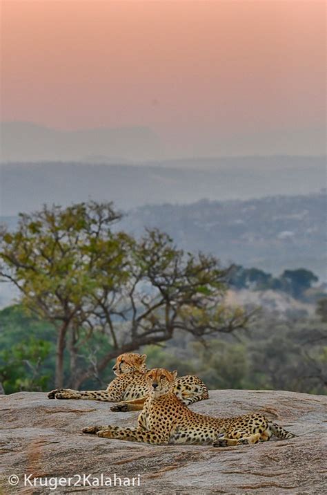 Photographing Cheetahs In African National Parks And Game Reserves