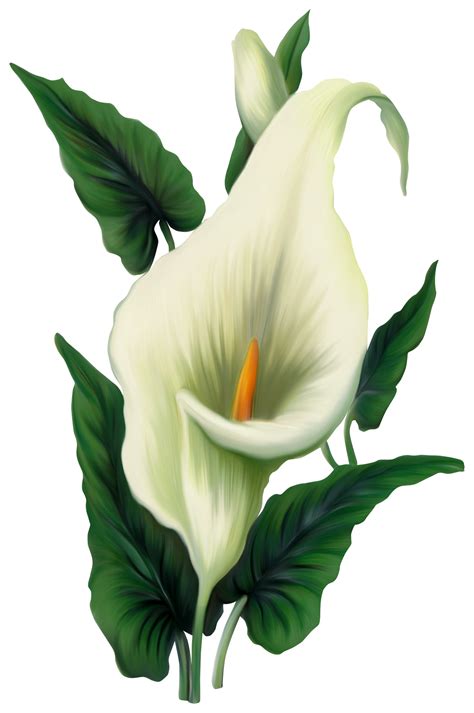 Calla Lily PNG Picture Flower Art Painting Flower Painting Flower Art