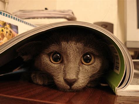 Funny Cats Hiding ~ Damn Cool Pictures